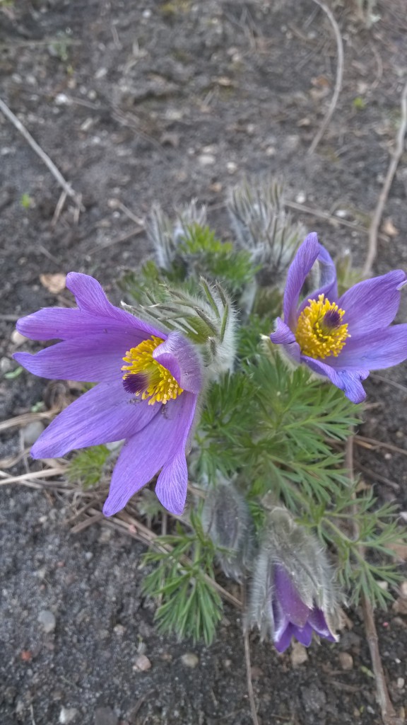 Kuhschelle KleingartenBlog